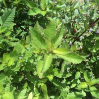 Hygrophila ringens (L.) R.Br. ex Spreng.